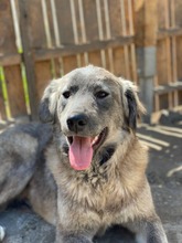 NAIROBI, Hund, Mischlingshund in Rumänien - Bild 6