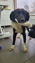JIMMY, Hund, Mischlingshund in Rumänien - Bild 2