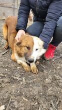 KONRAD, Hund, Mischlingshund in Rumänien - Bild 1