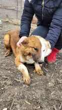 KONRAD, Hund, Mischlingshund in Rumänien - Bild 2