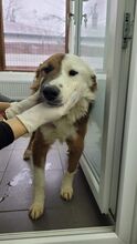 KONRAD, Hund, Mischlingshund in Rumänien - Bild 3