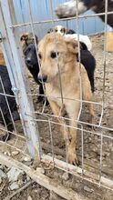HEIDI, Hund, Mischlingshund in Rumänien - Bild 2