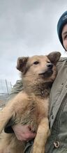 DOBBY, Hund, Mischlingshund in Rumänien - Bild 1