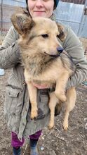 DOBBY, Hund, Mischlingshund in Rumänien - Bild 2