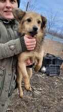 DOBBY, Hund, Mischlingshund in Rumänien - Bild 3