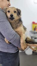 DOBBY, Hund, Mischlingshund in Rumänien - Bild 4