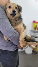 DOBBY, Hund, Mischlingshund in Rumänien - Bild 5