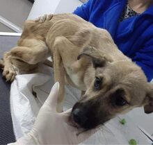 ROSALIE, Hund, Mischlingshund in Rumänien - Bild 1