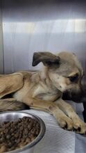 ROSALIE, Hund, Mischlingshund in Rumänien - Bild 2