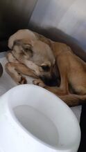 ROSALIE, Hund, Mischlingshund in Rumänien - Bild 3