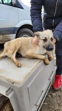 ROSALIE, Hund, Mischlingshund in Rumänien - Bild 5