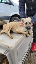 ROSALIE, Hund, Mischlingshund in Rumänien - Bild 6