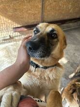 LENUTA, Hund, Mischlingshund in Rumänien