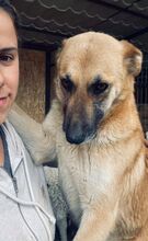 LENUTA, Hund, Mischlingshund in Rumänien - Bild 2