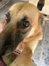 LENUTA, Hund, Mischlingshund in Rumänien - Bild 5