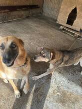 LENUTA, Hund, Mischlingshund in Rumänien - Bild 6