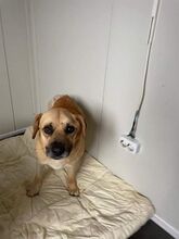 ANTON, Hund, Mischlingshund in Rumänien - Bild 1