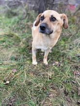 ANTON, Hund, Mischlingshund in Rumänien - Bild 2