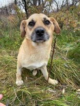 ANTON, Hund, Mischlingshund in Rumänien - Bild 3