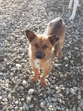 LUI, Hund, Mischlingshund in Rumänien - Bild 1
