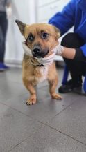 LUI, Hund, Mischlingshund in Rumänien - Bild 2