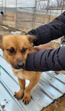 LUI, Hund, Mischlingshund in Rumänien - Bild 4