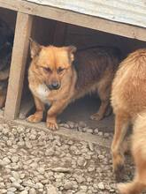 LUI, Hund, Mischlingshund in Rumänien - Bild 5