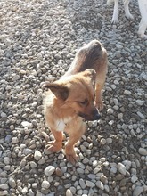 LUI, Hund, Mischlingshund in Rumänien - Bild 6