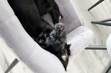 GALA, Hund, Mischlingshund in Bruchköbel - Bild 15