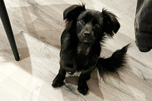 GALA, Hund, Mischlingshund in Bruchköbel - Bild 4