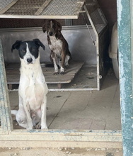 PADDOCK, Hund, Mischlingshund in Italien - Bild 3
