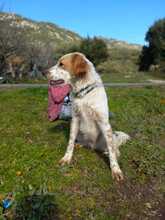 ANTON, Hund, English Setter in Italien - Bild 12