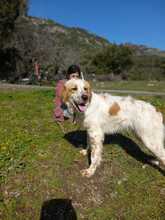ANTON, Hund, English Setter in Italien - Bild 7
