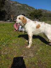 ANTON, Hund, English Setter in Italien - Bild 9