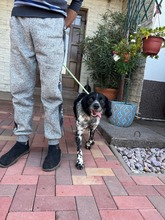 PUCK, Hund, Epagneul Breton in Rumänien - Bild 10