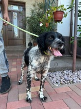 PUCK, Hund, Epagneul Breton in Rumänien - Bild 11