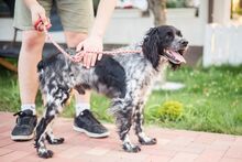 PUCK, Hund, Epagneul Breton in Rumänien - Bild 19