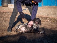 PUCK, Hund, Epagneul Breton in Rumänien - Bild 2