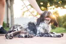 PUCK, Hund, Epagneul Breton in Rumänien - Bild 20