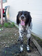 PUCK, Hund, Epagneul Breton in Rumänien - Bild 24