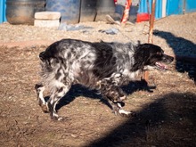 PUCK, Hund, Epagneul Breton in Rumänien - Bild 3