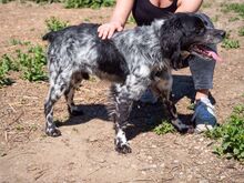 PUCK, Hund, Epagneul Breton in Rumänien - Bild 30