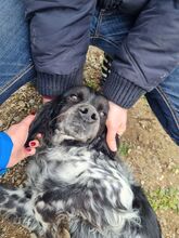 PUCK, Hund, Epagneul Breton in Rumänien - Bild 34