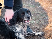 PUCK, Hund, Epagneul Breton in Rumänien - Bild 4