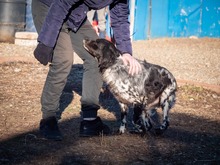 PUCK, Hund, Epagneul Breton in Rumänien - Bild 5