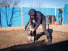 PUCK, Hund, Epagneul Breton in Rumänien - Bild 6