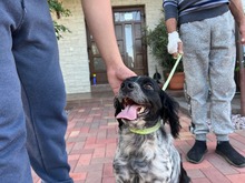 PUCK, Hund, Epagneul Breton in Rumänien - Bild 7