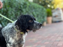PUCK, Hund, Epagneul Breton in Rumänien - Bild 8
