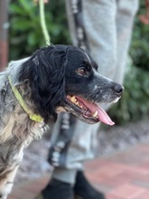 PUCK, Hund, Epagneul Breton in Emmendingen - Bild 12