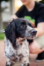 PUCK, Hund, Epagneul Breton in Emmendingen - Bild 14